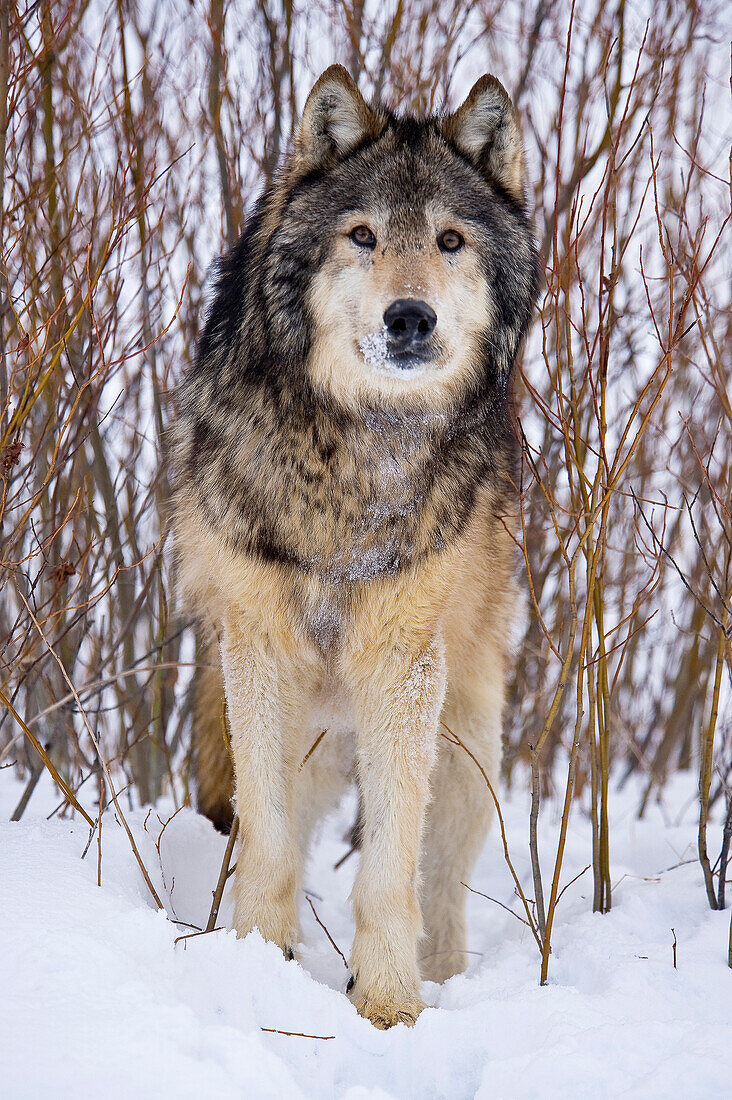 Male Gray Wolf stare (Canis lupus) Grey Wolf Portrait in fresh falling snow, Montana, USA.