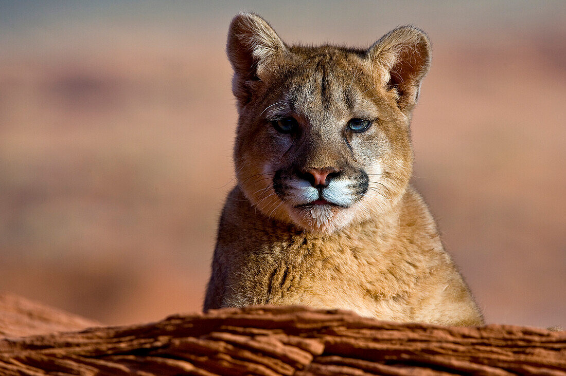 Mountain Lions in the mountains of Montana, United States