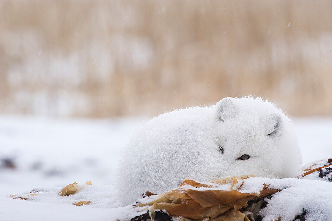 Arctic Fox (Vulpes lagopus) dozing in snowstorm at edge of Hudson Bay, Canada.