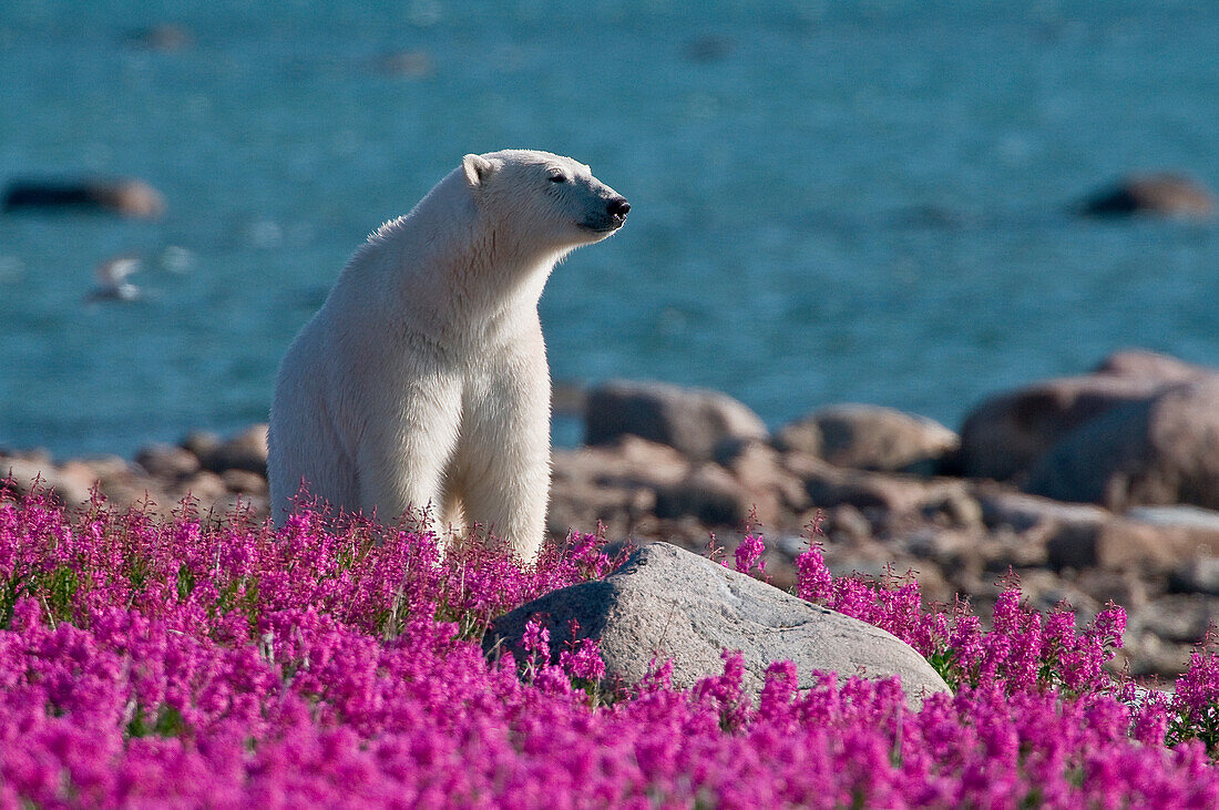 Eisbär (Ursa maritimus) im Feuerkraut (Epilobium angustifolium) auf einer Insel vor der subarktischen Küste der Hudson Bay, Churchill, Manitoba, Kanada. Die Bären verbringen den Sommer auf der Insel und halten Ausschau nach unvorsichtigen Robben oder toten Walen, die sie anspülen. Die globale Erwärmung hat ihren Winter verkürzt, so dass sie im Sommer verstärkt auf Nahrungssuche gehen.