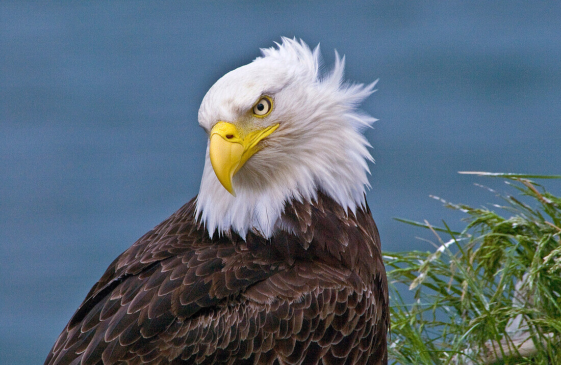 Bald Eagle (Haliaeetus leucocephalus) portrait at nest, Dutch Harbor, Unalaska, Alaska, USA