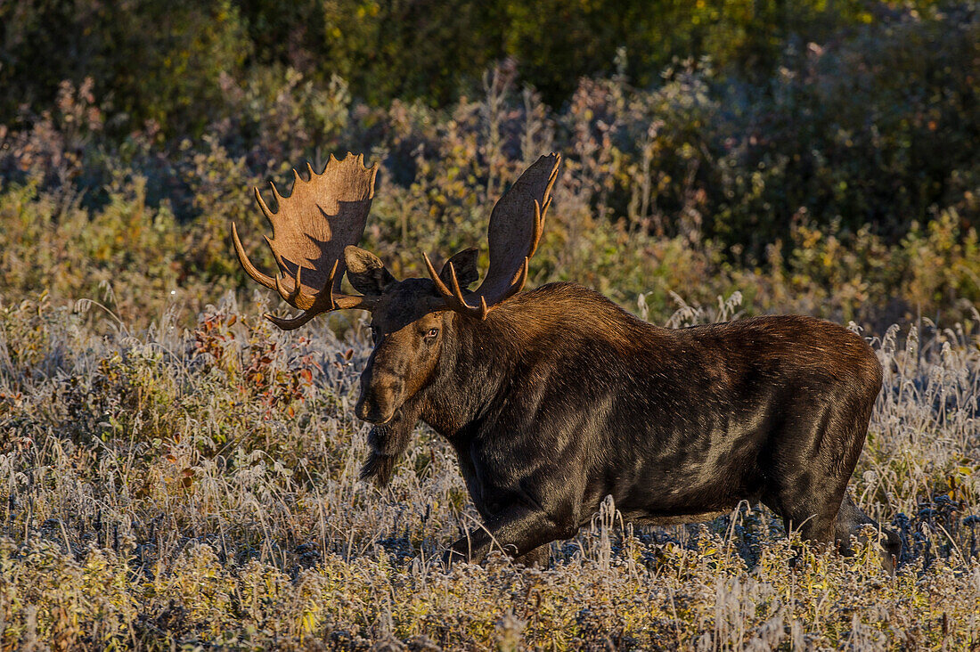 Elchbulle im frühen Morgenlicht und bei Frost im Riding Mountain National Park, Manitoba, Kanada