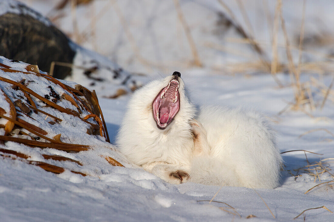 Polarfuchs (Vulpes lagopus) gähnt nach einem Nickerchen am Rande der Hudson Bay, Kanada.