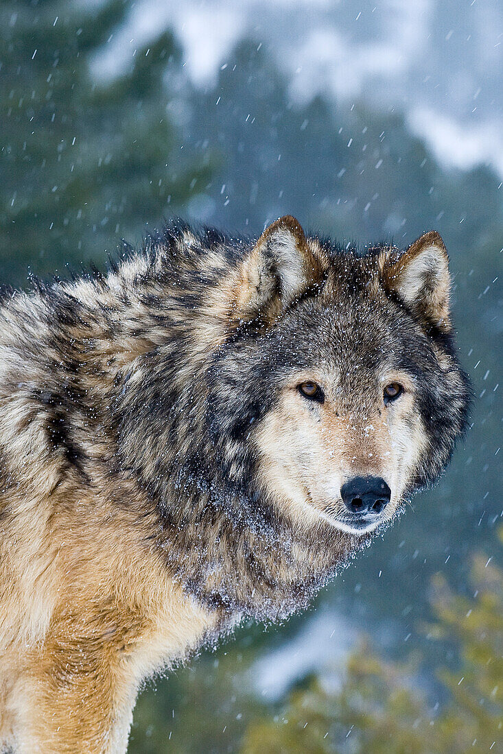 Männlicher Grauer Wolf (Canis lupus) Grauer Wolf Porträt im frisch gefallenen Schnee, Montana, USA.