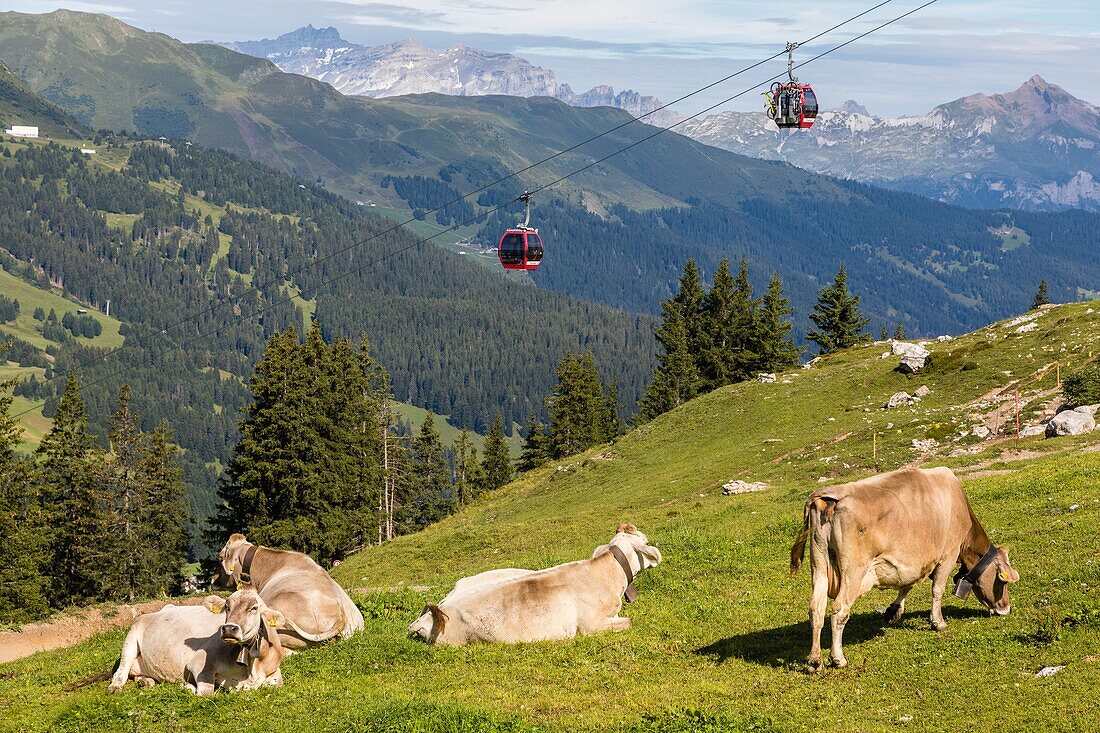 Kühe auf einer Alpweide auf den Höhen der Station Lenzerheide mit den Seilbahnen und den Schweizer Alpen im Hintergrund, Lenzerheide, Kanton Graubünden, Schweiz