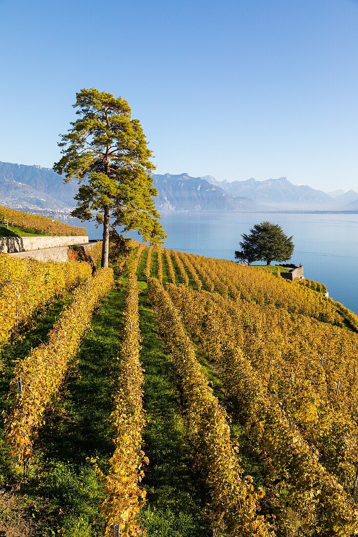 Blick auf die Weinberge von Lavaux und den Genfer See, Weinanbaugebiet, das seit 2007 zum Unesco-Welterbe gehört, Wein, Lavaux, Kanton Waadt, Schweiz