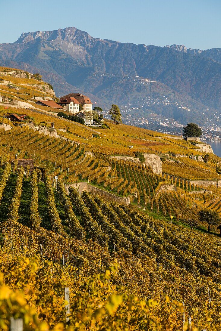 Blick auf die Weinberge von Lavaux, Weinbauregion auf der Liste des Unesco-Welterbes seit 2007, Wein, Lavaux, Kanton Waadt, Schweiz