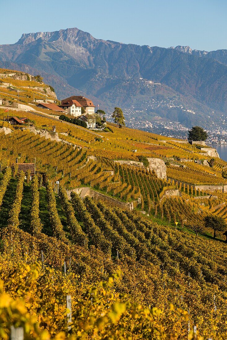 View of the lavaux vineyards, wine-growing region on the list of unesco world heritage sites since 2007, wine, lavaux, canton of vaud, switzerland