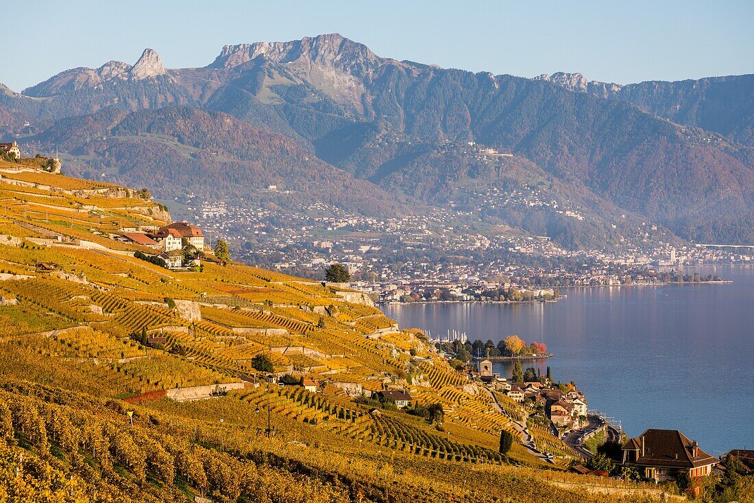 Blick auf die Weinberge von Lavaux und den Genfer See, Weinbauregion auf der Liste des Unesco-Welterbes seit 2007, Wein, Lavaux, Kanton Waadt, Schweiz