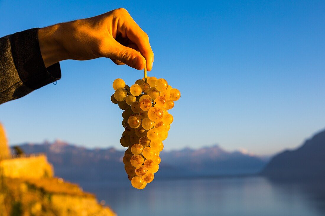 Bunch of grapes with the lavaux vineyards and lake geneva in the background, wine-growing region on the list of unesco world heritage sites since 2007, wine, lavaux, canton of vaud, switzerland