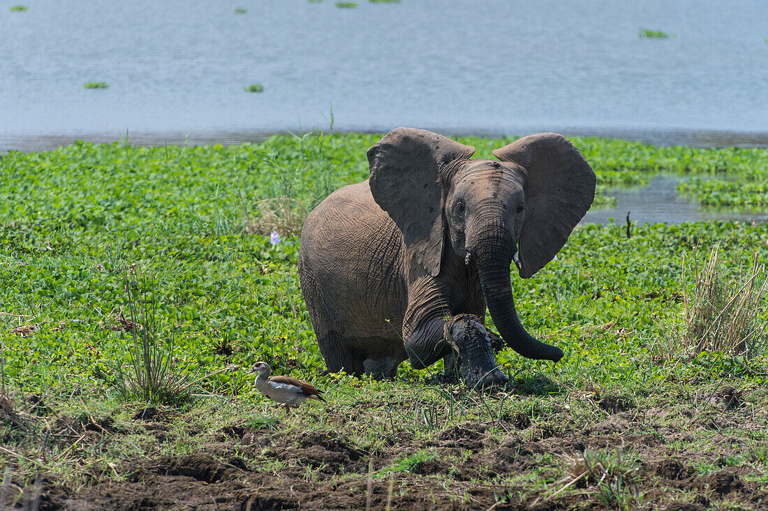 African Elephant (Loxodonta africana) playing in water in Kruger National Park, South Africa while Egyptian goose stands nearby.