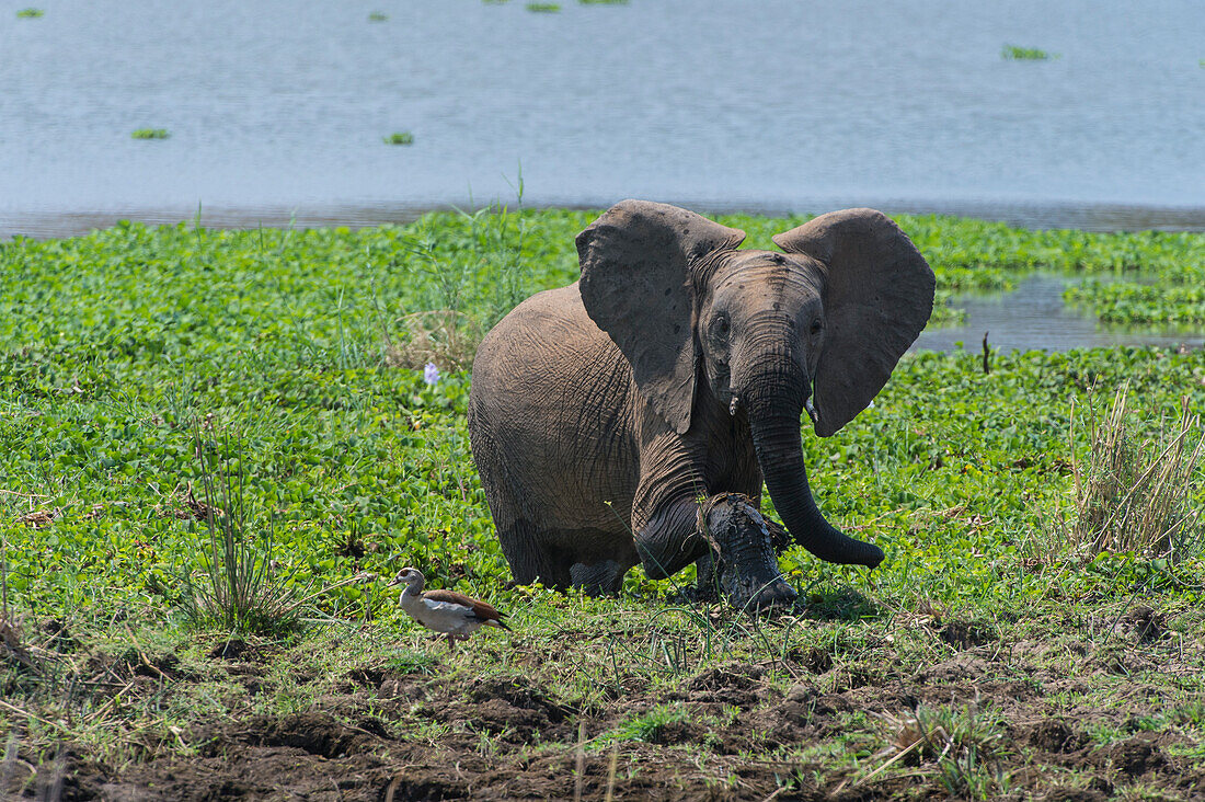 Afrikanischer Elefant (Loxodonta africana) beim Spielen im Wasser im Krüger-Nationalpark, Südafrika, während eine ägyptische Gans in der Nähe steht.