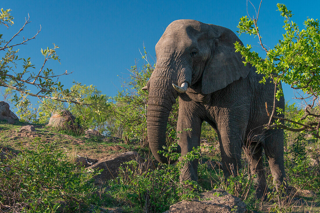 Afrikanischer Elefant (Loxodonta africana) im Krüger-Nationalpark, Südafrika, beim Fressen in entspannter Haltung am Straßenrand.