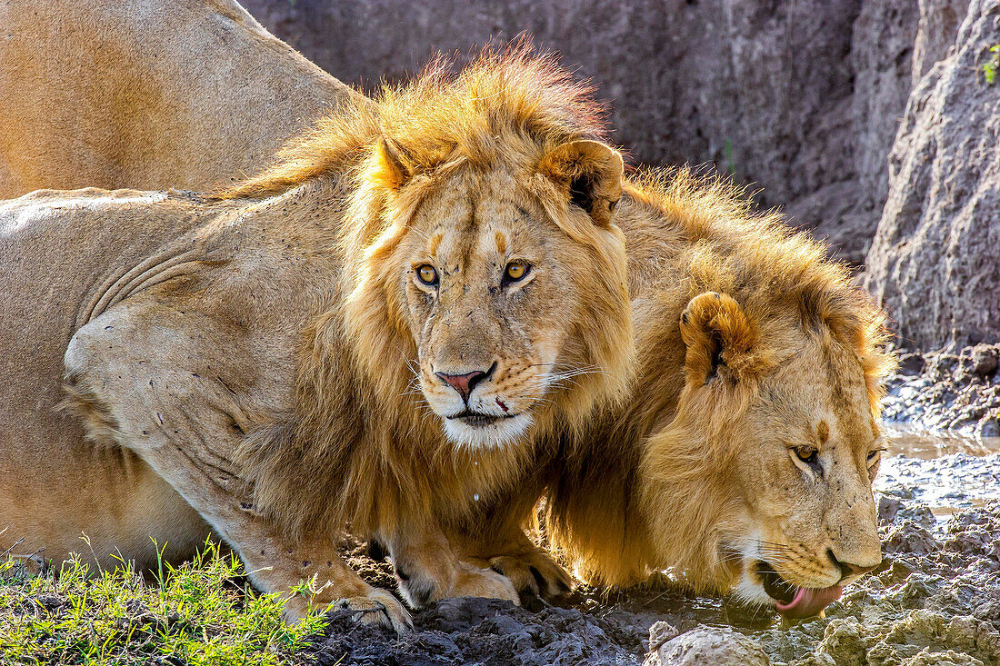 Zwei männliche Afrikanische Löwen (Panthera leo) in der Masai Mara, Kenia, löschen ihren Durst nach dem Fressen eines Gnus.