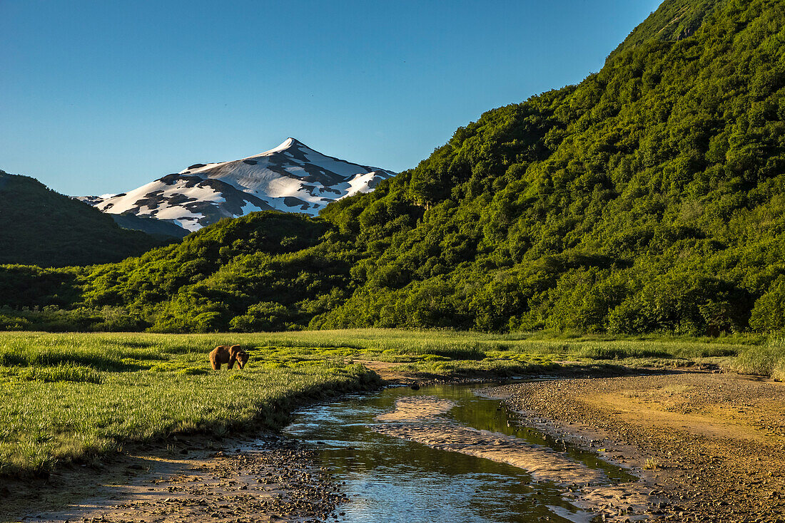 Grizzly Bear (Ursus arctos horribilis) grazing in creekside meadow in Denali National Park, Alaska.