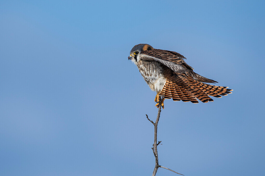A male AMERICAN KESTREL (Falco sparverius) displaying its colors in a slow tail stretch, Southern Ontario, Canada.