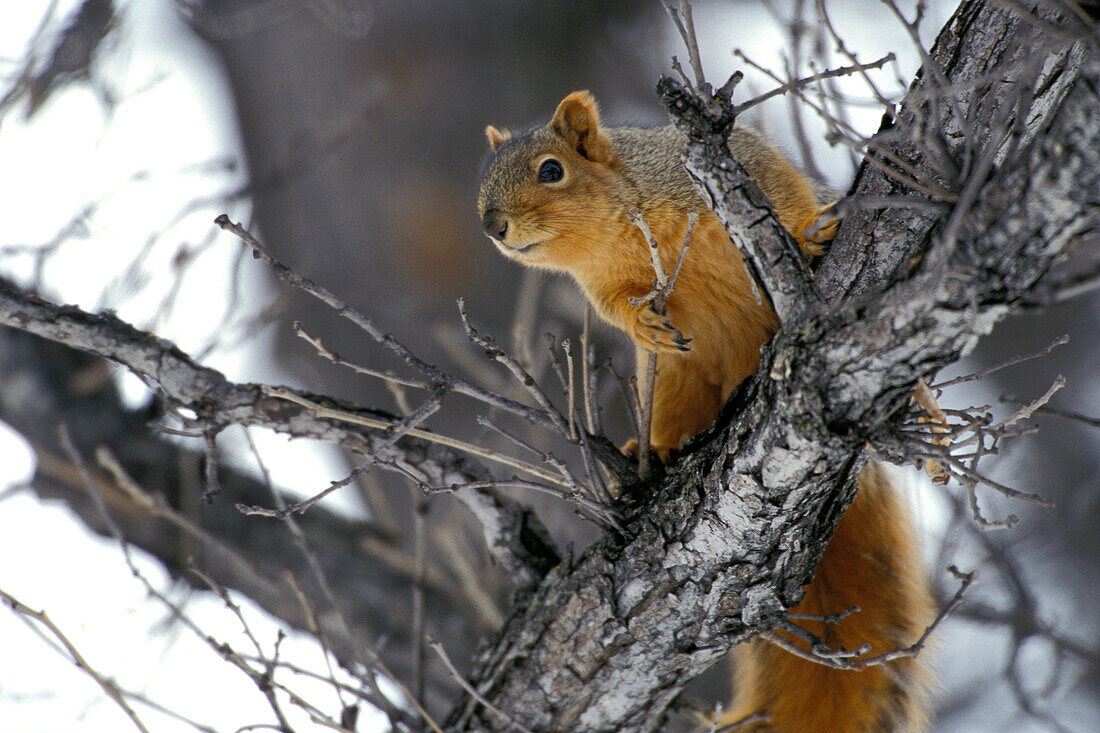 Östliches Fuchshörnchen ( Sciurus niger ) in Baum im Winter Kleefeld südliches Manitoba Kanada