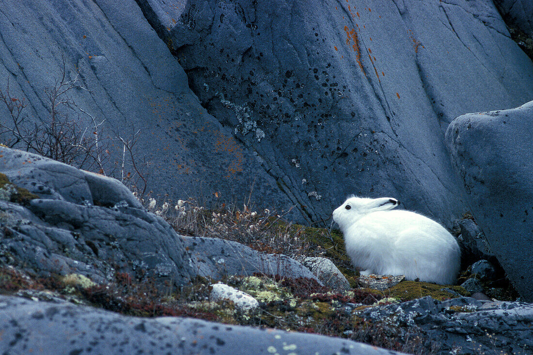 Ausgewachsener Feldhase (Lepus arcticus) versteckt sich hinter einem blauen Granitfelsen in der Nähe der Hudson Bay, Churchill-Gebiet, Manitoba, Nordkanada