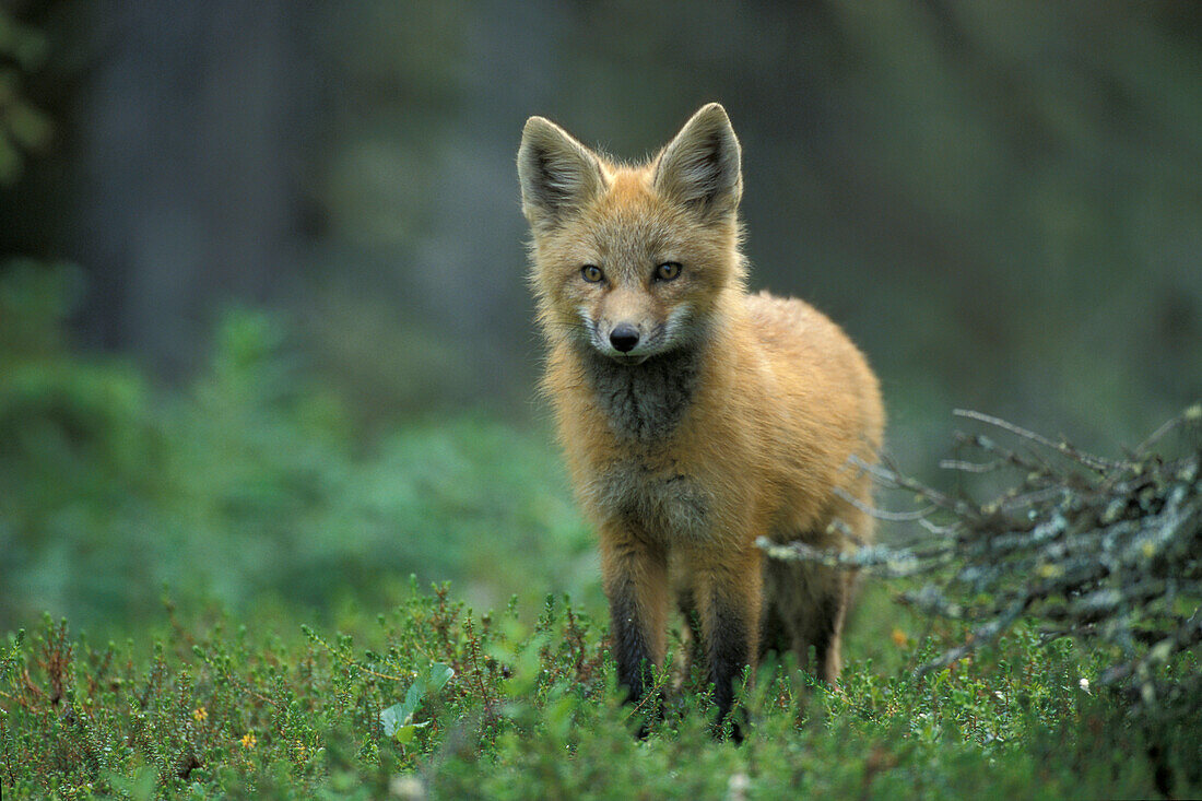 Young red fox kit ( Vulpes vulpes ) portrait near Churchill Manitoba Hudson Bay Northern Sub-arctic Canada