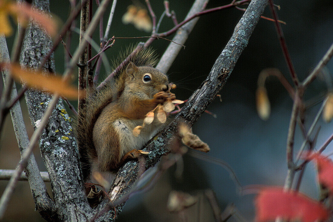 Rotes Eichhörnchen ( Tamiasciurus hudsonicus ) frisst Ahornsamen im Whiteshell Provincial Park Manitoba Kanada