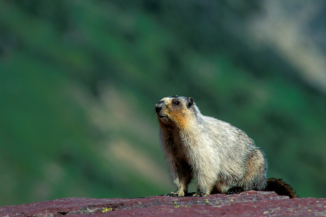 Hoary Marmot ( Marmota caligata ) mountain marmot whistler alert on rock in Rocky Mountains British Columbia Canada