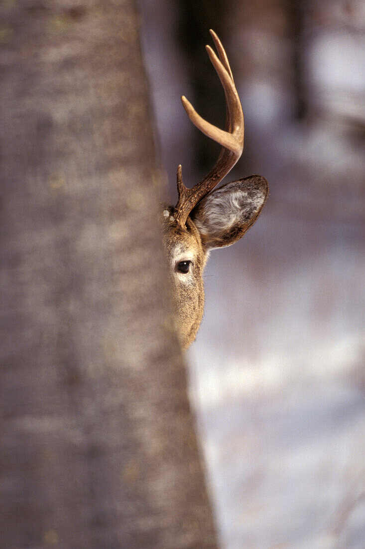 Wachsamer Weißwedelhirsch ( Odocoileus virginianus ) Weißwedelhirsch in winterlicher Waldlandschaft im Süden von Manitoba Kanada