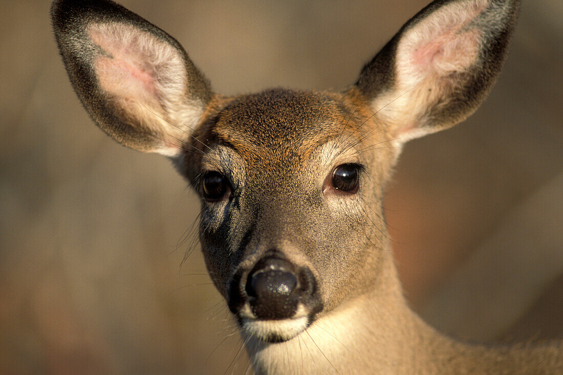 White-tailed Deer doe ( Odocoileus virginianus ) Whitetail portrait trusting curious stare in southern Manitoba Canada