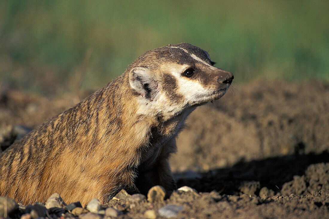 Amerikanischer Dachs ( Taxidea taxus ) gräbt ein Loch in der Straße im Grasslands National Park bei Val Marie Saskatchewan Kanada