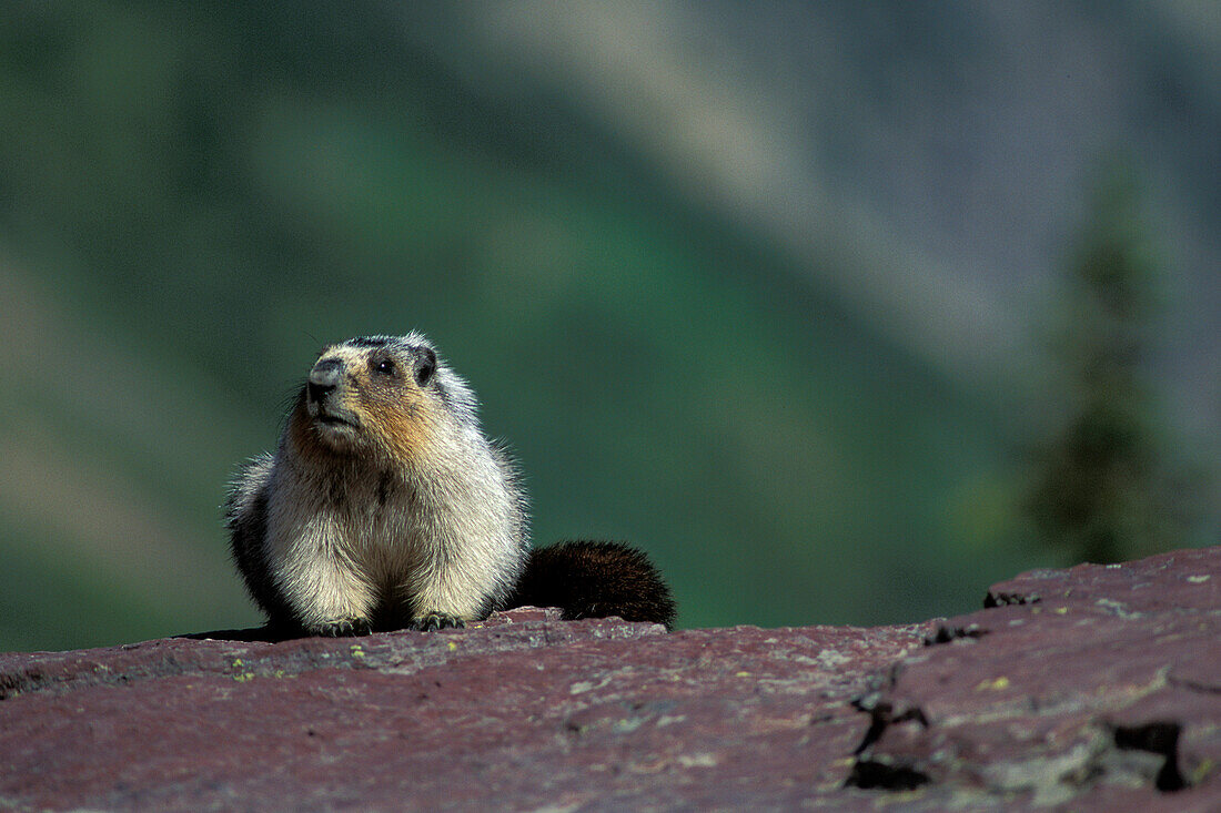 Hoary Marmot ( Marmota caligata ) mountain marmot whistler resting sunning on rock in Rocky Mountains British Columbia Canada