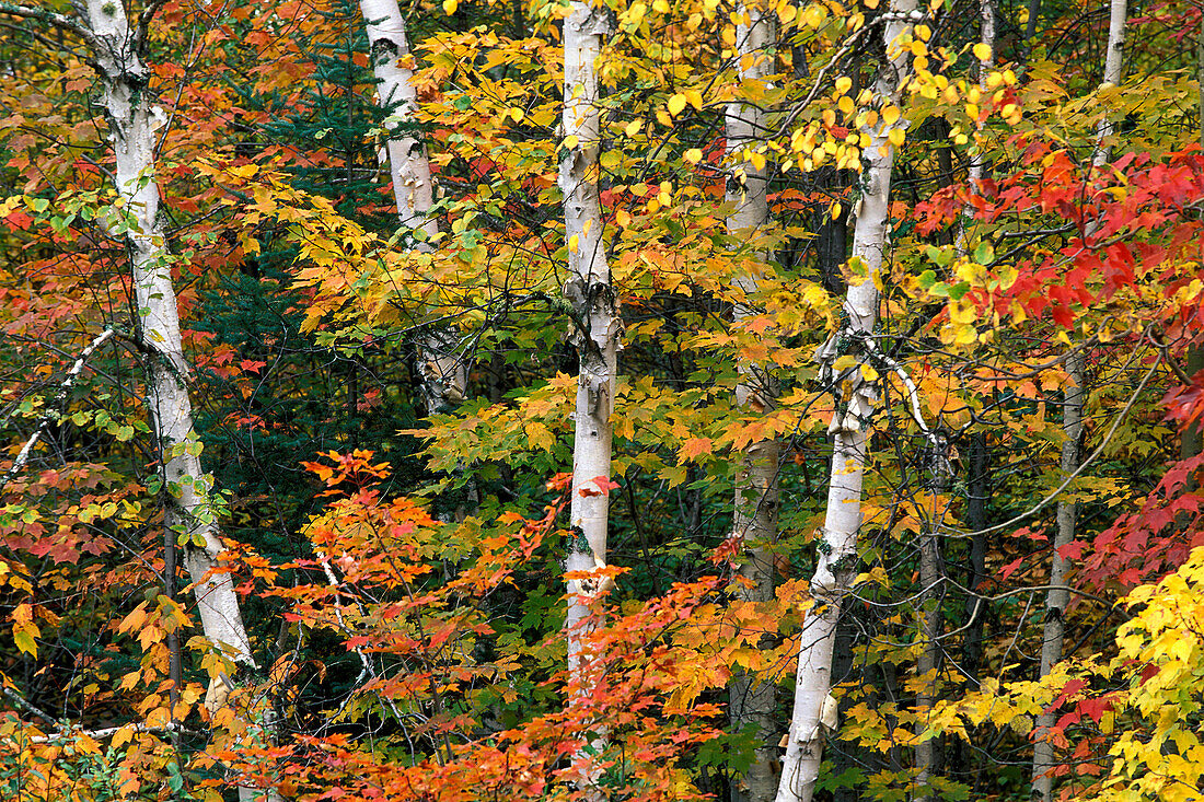 Herbstfarben auf Papierbirke (Betula papyrifera) und Rotahorn (Acer rubrum) mit gelber und roter Farbe