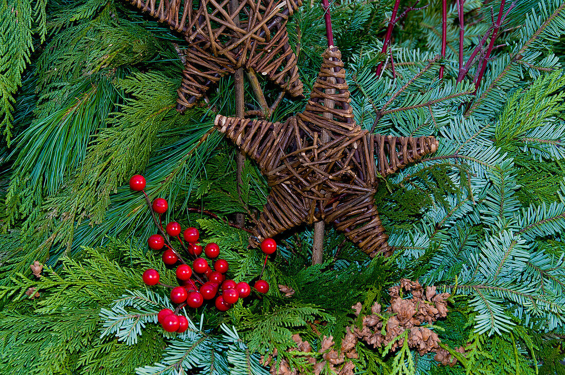 Weihnachtskranz mit Stern und Beeren.