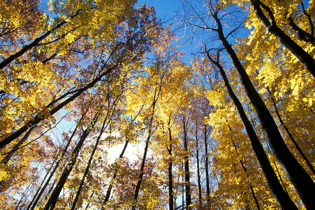 Towering yellow trembling quaking aspen trees (Populus tremuloides) in Fall against blue sky