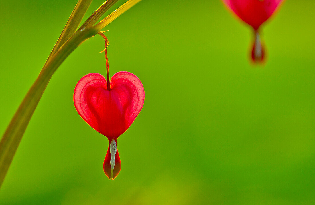 Bleeding hearts flowers are symbols of love.