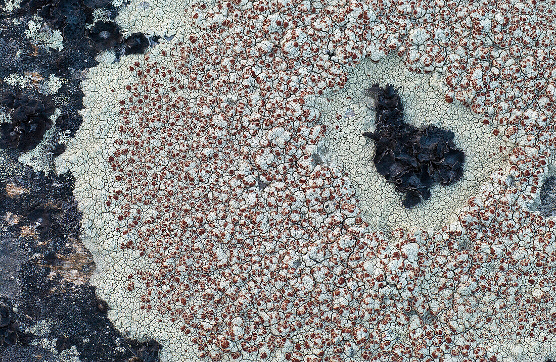 Lichen abstract on granite rocks.
