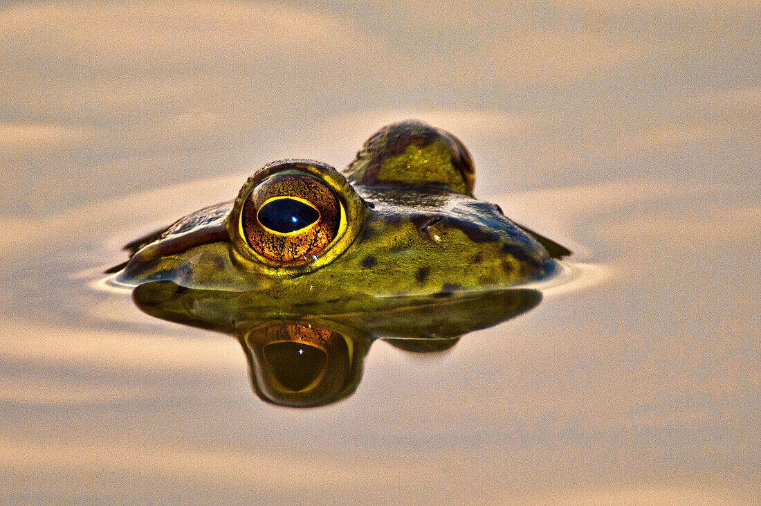 Bullfrog reflected in water.