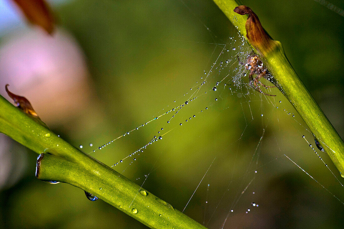 Raindrops on leaves after rain and hiding spider.