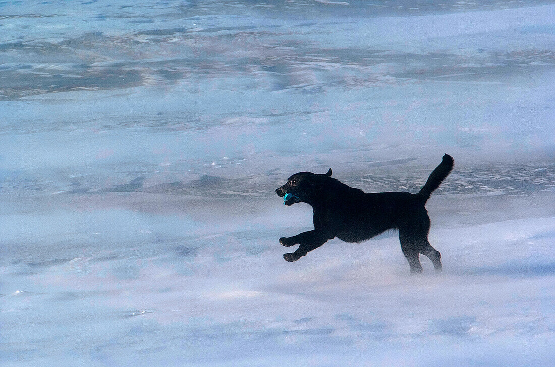 Black labrador dog retriever on ice.