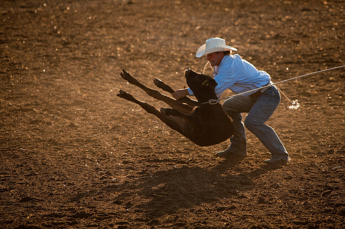 Cowboy competes at rodeo calf-roping event.