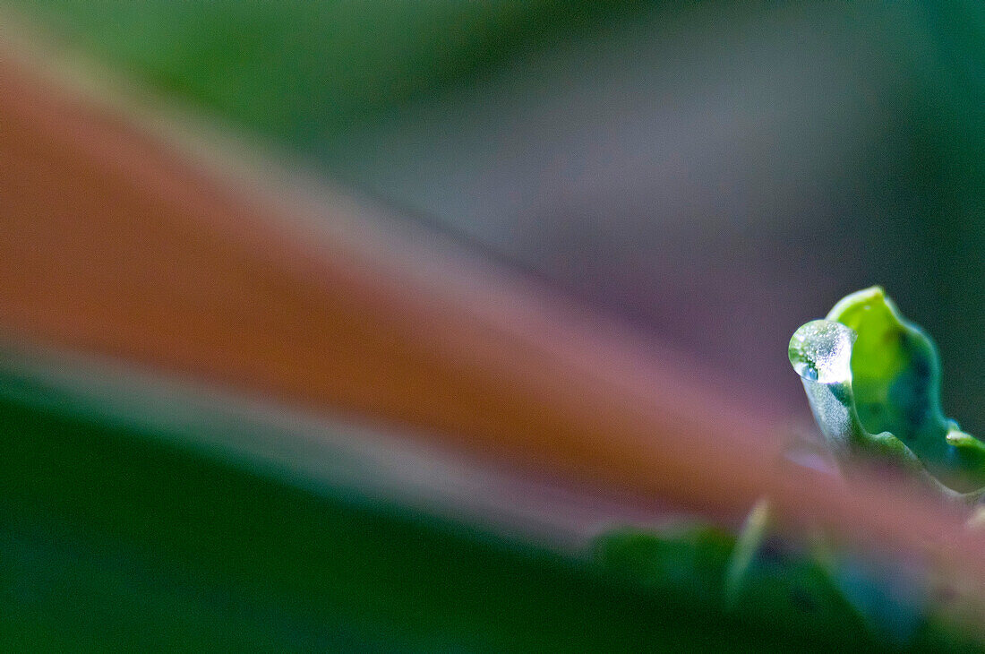 Raindrops on leaves after rain.