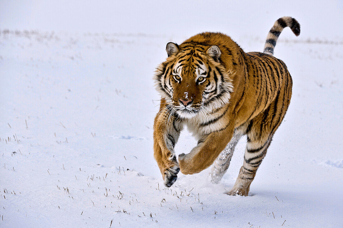 Sibirischer Tiger stürmt durch den Schnee.