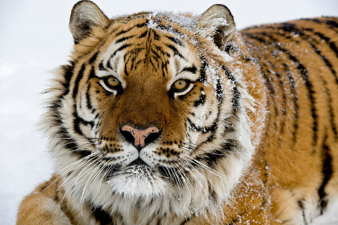 Relaxed Siberian tiger portrait.