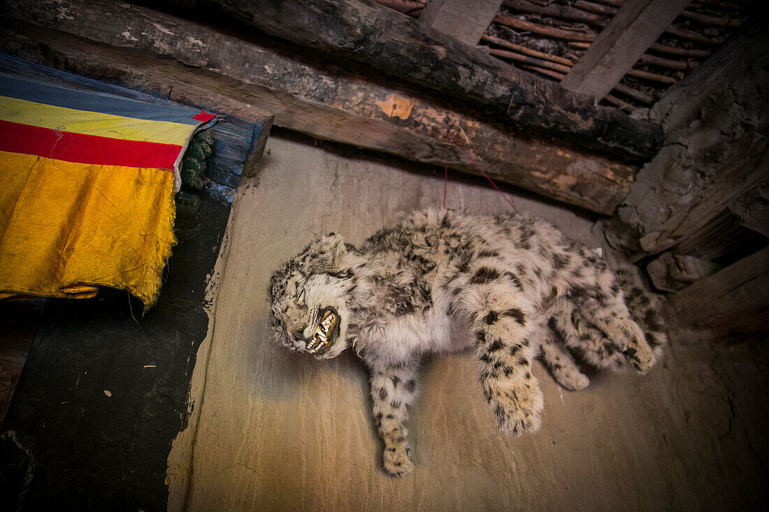 Ausgestopfter Schneeleopard in einem buddhistischen Kloster