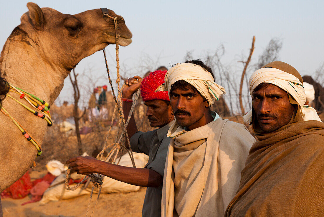 In the ground in Pushkar Camel Fair