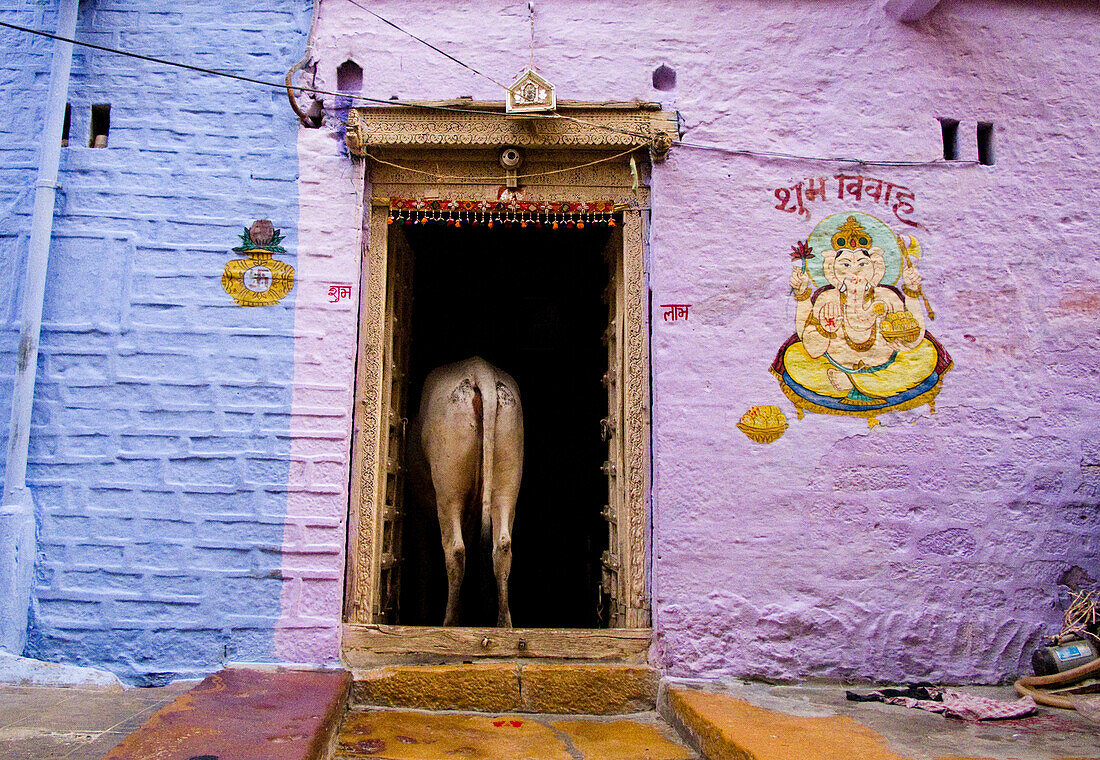 Kuh auf der Straße in Jodhpur