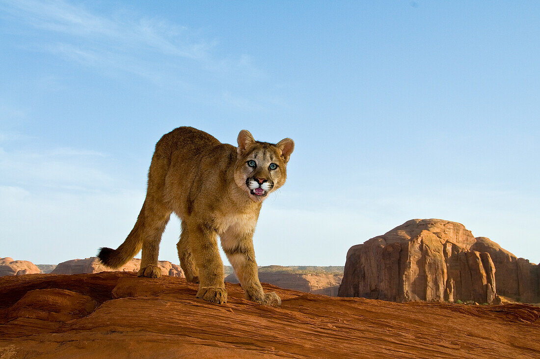 Mountain Lions in the mountains of Montana, United States