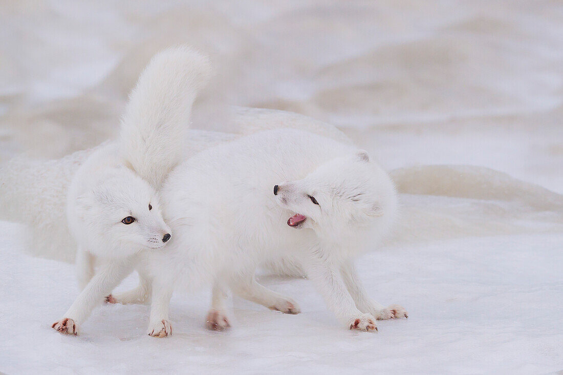 Arctic Fox (Vulpes lagopus) pair courtship, Hudson Bay, Canada.