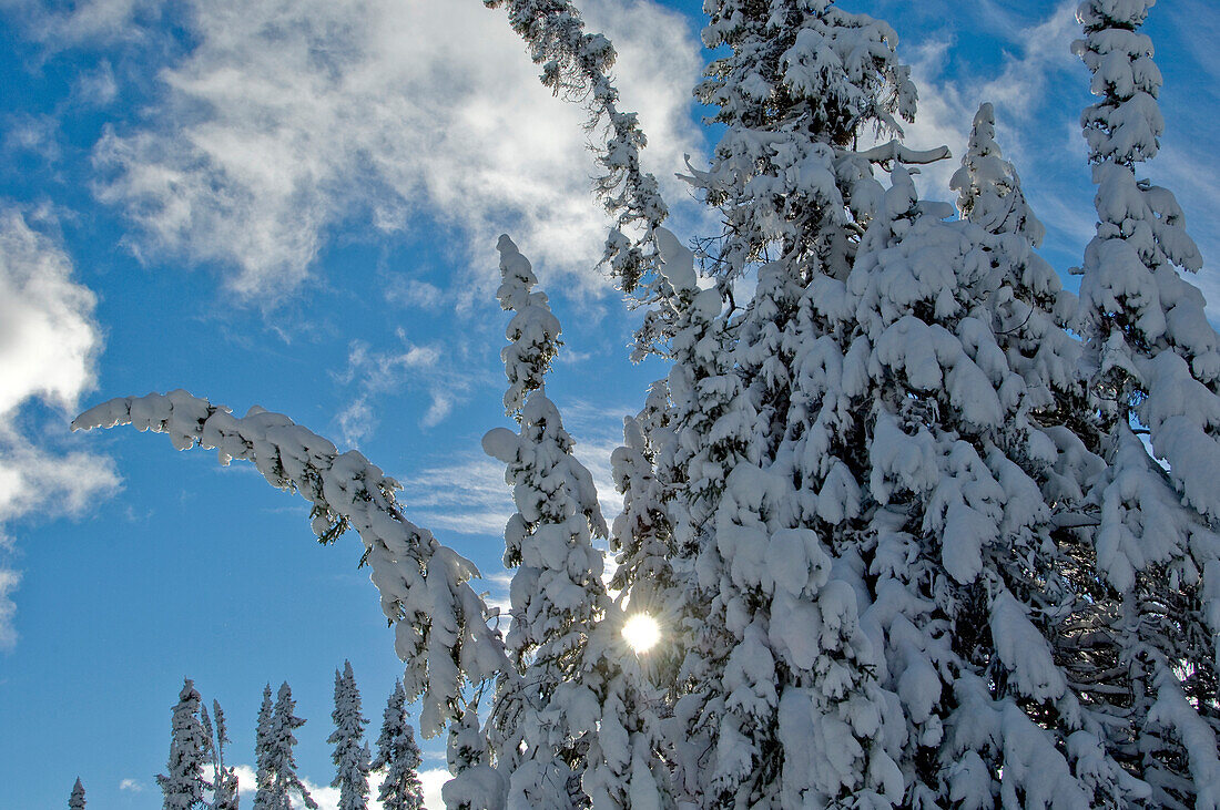 Fresh snow in boreal forest, Northern Manitoba, MB, Canada