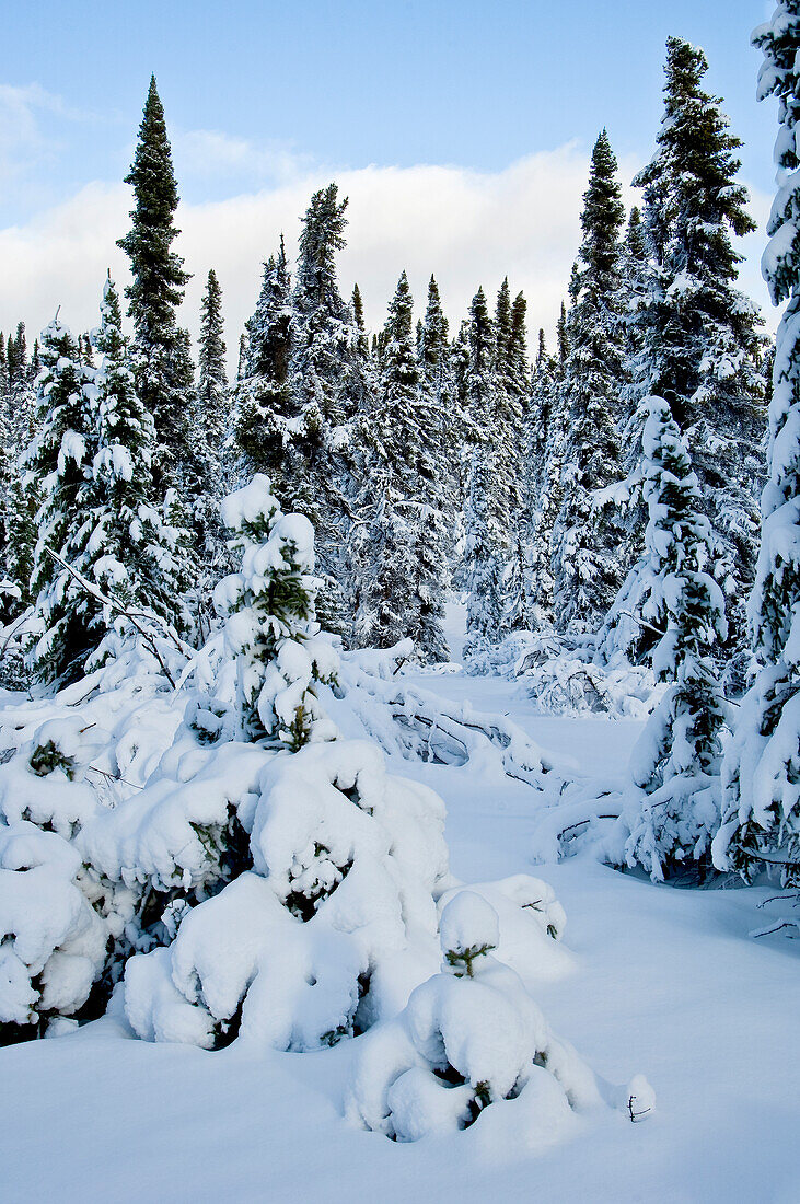 Frischer Schnee in borealem Wald, Nord-Manitoba, MB, Kanada