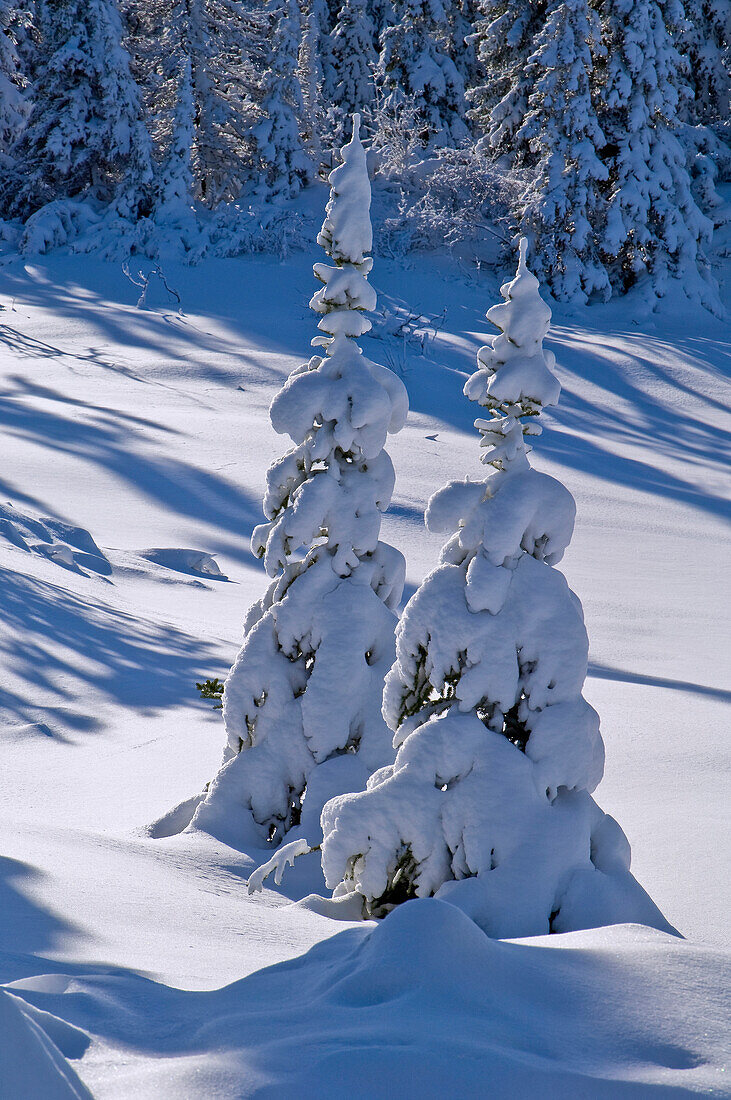 Fresh snow in boreal forest, Northern Manitoba, MB, Canada