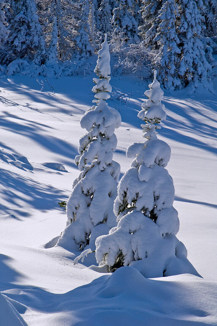 Frischer Schnee in borealem Wald, Nord-Manitoba, MB, Kanada
